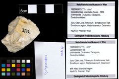 Foto (Objekt + Etiketten) von Cycloprosopon sp. 